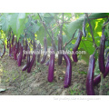 Super High Yield Hybrid Purple red Long Eggplant Seeds for growing-Zi Qie